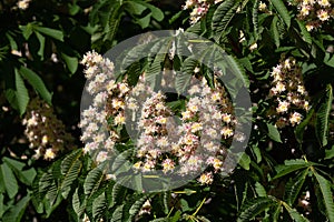 Chestnut tree blossom. White flower and green leaves