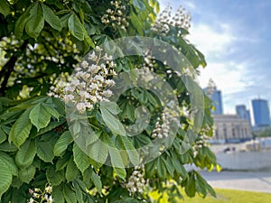 Chestnut tree blossom. White flower and green leaves. Large spring inflorescence