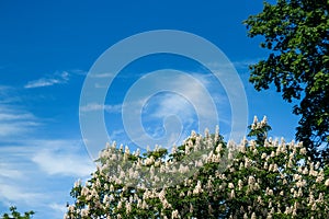 Chestnut tree with blossoming spring flowers against blue sky, seasonal floral background