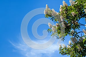 Chestnut tree with blossoming spring flowers against blue sky, seasonal floral background