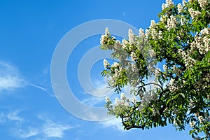 Chestnut tree with blossoming spring flowers against blue sky, seasonal floral background