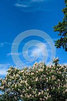 Chestnut tree with blossoming spring flowers against blue sky, seasonal floral background