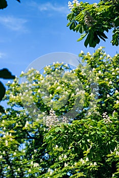 Chestnut tree with blossoming spring flowers against blue sky, seasonal floral background