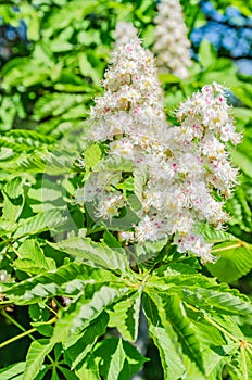 The chestnut tree blossoms in the spring beautiful white with pink flowers