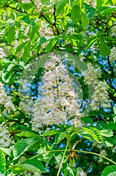 The chestnut tree blossoms in the spring beautiful white with pink flowers