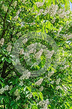 The chestnut tree blossoms in the spring beautiful white with pink flowers