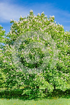 The chestnut tree blossoms in the spring beautiful white with pink flowers