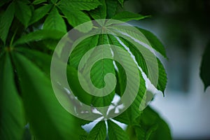 Chestnut tree branch with lush green leaves closeup.