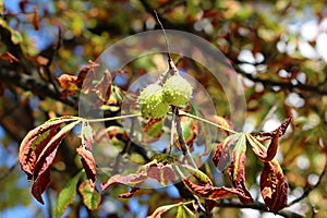 Chestnut tree branch with pair of closed spiny cupule surrounded with autumn leaves