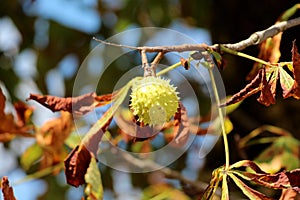 Chestnut tree branch with single closed spiny cupule surrounded with autumn leaves