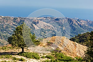 Chestnut tree in calabrian landscape