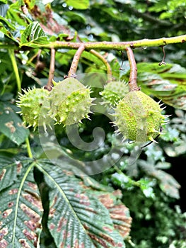 Chestnut tree with chesnuts.