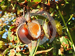 Chestnut tree with chestnuts
