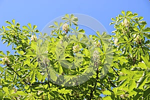 Chestnut tree Chromakey. Blooming chestnut. Swaying Branches Inflorescence chestnut. Chroma Key Alfa Sunny day. The branches of th