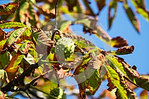 Chestnut On Tree