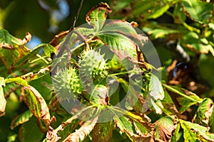Chestnut On Tree