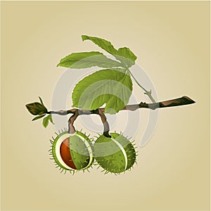 Chestnut tree conkers with leaves vector