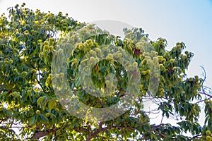 Chestnut tree with fruits yet green