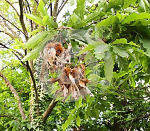 chestnut-tree with fruits on the shells called  cupule or calybi