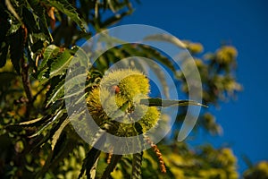 Chestnut tree with green burrs under blue sky. photo