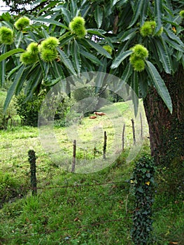 Chestnut tree in green field