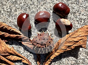 Chestnut tree leaf and crops in autumn