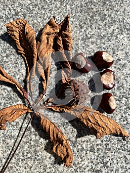 Chestnut tree leaf and crops in autumn