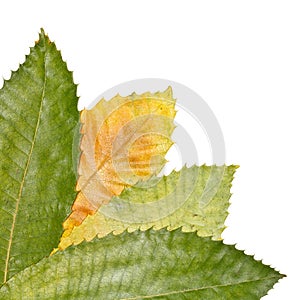 Chestnut Tree Leaves