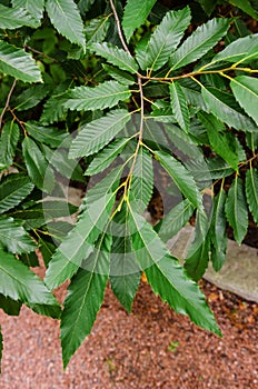 Chestnut tree leaves details