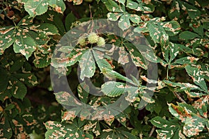 Chestnut Tree Leaves and Moth