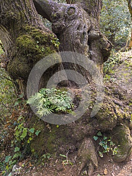 Chestnut tree in Mediterranean forest