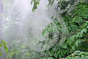 Chestnut tree in the park, chestnut tree in rain