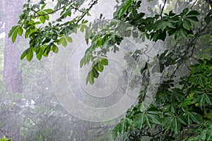 Chestnut tree in the park, chestnut tree in rain