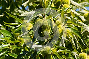 Chestnut tree plant showing green fruit with sharp spiny cupule, burr growing in Australia