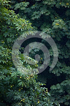 Chestnut tree in the rain