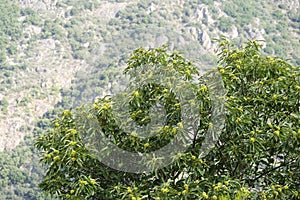 Chestnut tree in Ribera Sacra, Galicia. Spain