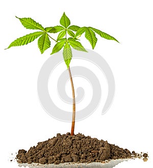 Chestnut tree sprout grows in ground with green fresh spring leaves on stem isolated on white background