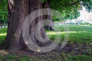 Chestnut tree trunk in summer garden park