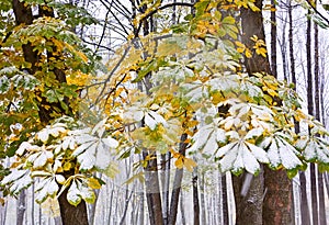 Chestnut Tree under snow