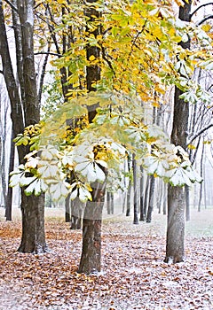 Chestnut Tree under snow