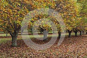 Chestnut trees in Autumn in Bright Australia