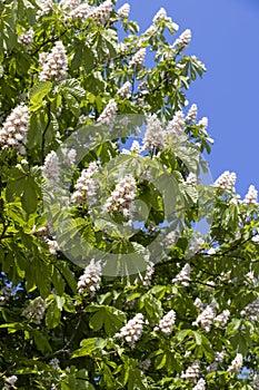 chestnut trees during spring flowering