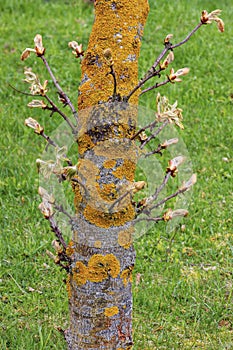 Chestnut trunk with fresh green shoots in spring season