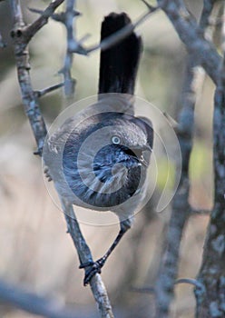 Chestnut-vented Tit-Babbler