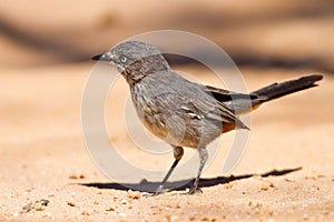 Chestnut-vented tit-babbler sitting