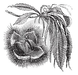 Chestnut vintage engraving photo
