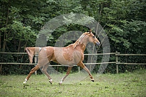 Chestnut warmblood horse trots in a field