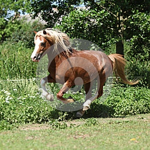 Chestnut welsh mountain pony stallion running