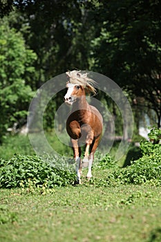 Chestnut welsh mountain pony stallion running