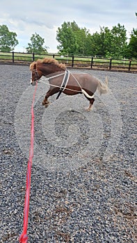 Chestnut welsh pony being schooled within equestrian arena with training aids showing bad attitude